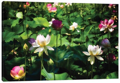 Blooming Lotus Flowers Canvas Art Print - George Oze