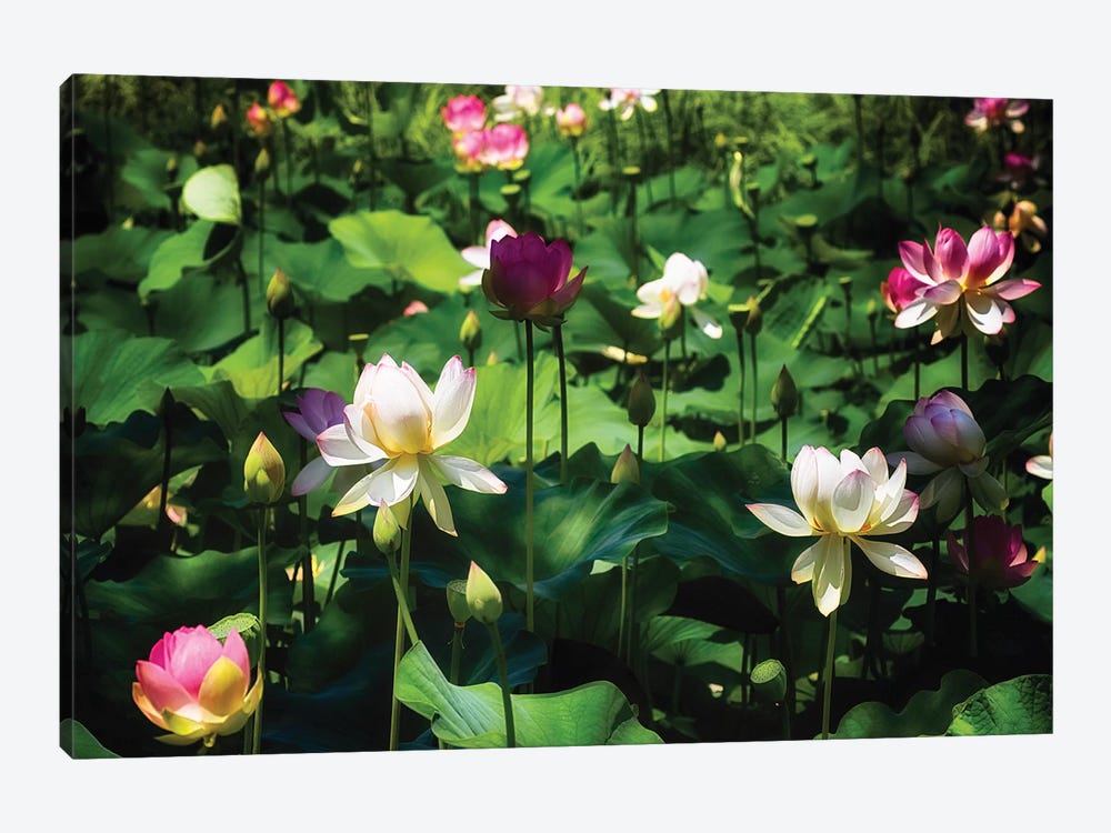 Blooming Lotus Flowers by George Oze 1-piece Canvas Wall Art