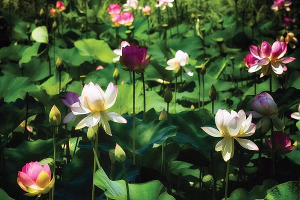 George Oze: Blooming Lotus Flowers by George Oze
