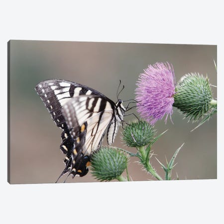Butterfly Feeding on Thistle Canvas Print #GOZ25} by George Oze Canvas Artwork