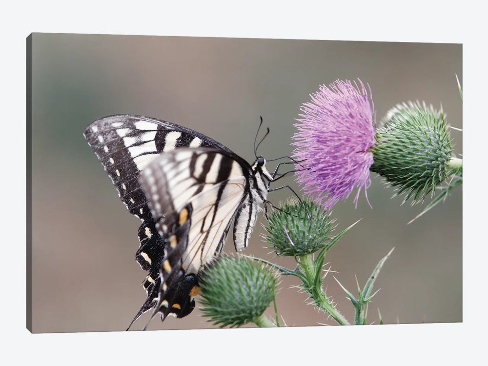 Butterfly Feeding on Thistle by George Oze 1-piece Canvas Wall Art