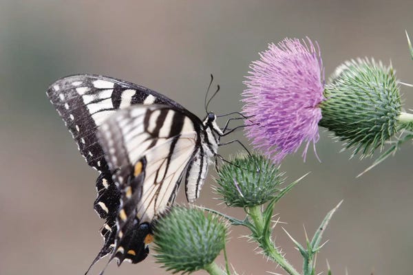 George Oze: Butterfly Feeding on Thistle by George Oze