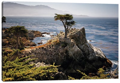 Lone Cypress Tree Canvas Art Print - Coastline Art