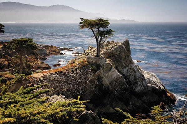 George Oze: Lone Cypress Tree by George Oze