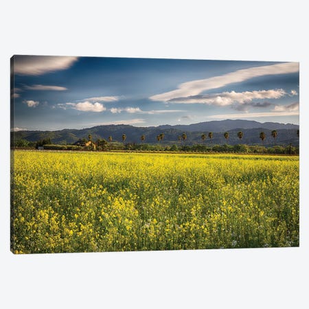 Napa Valley Spring Vista With Blooming Yellow Mustard Canvas Print #GOZ267} by George Oze Canvas Artwork