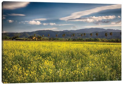 Napa Valley Spring Vista With Blooming Yellow Mustard Canvas Art Print - Napa Valley