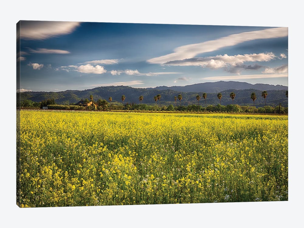 Napa Valley Spring Vista With Blooming Yellow Mustard by George Oze 1-piece Canvas Print