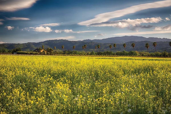 Napa Valley: Napa Valley Spring Vista With Blooming Yellow Mustard by George Oze