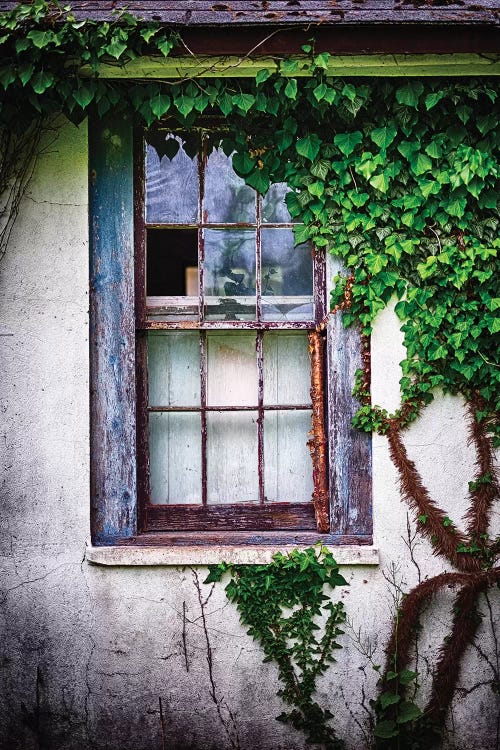 Old Weatherworn Window Overgrown With Ivy