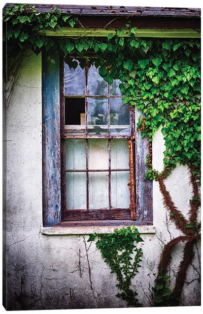 Old Weatherworn Window Overgrown With Ivy Canvas Art Print - Ivy & Vines