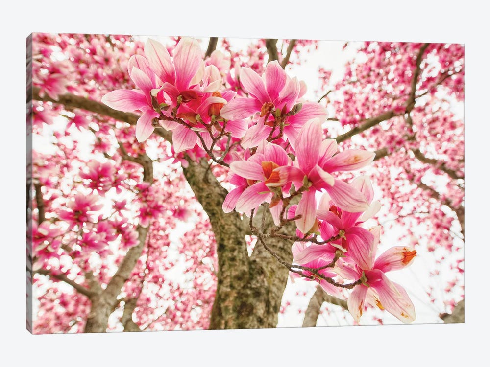 Pink Magnolia Tree Bloom by George Oze 1-piece Canvas Wall Art