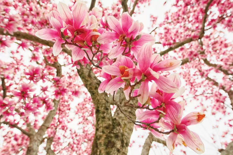 Pink Magnolia Tree Bloom