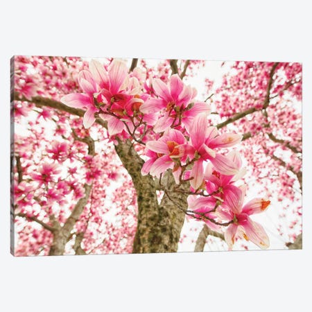 Pink Magnolia Tree Bloom Canvas Print #GOZ273} by George Oze Canvas Art