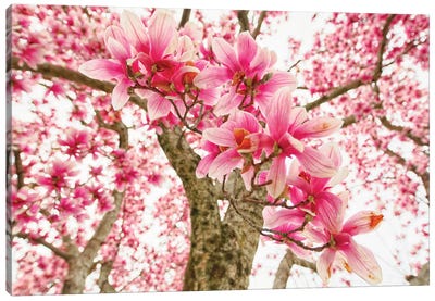 Pink Magnolia Tree Bloom Canvas Art Print - George Oze