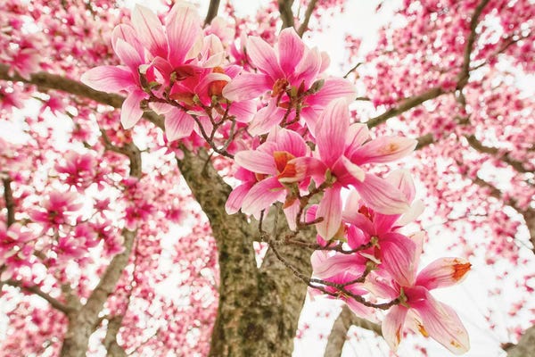 Magnolias: Pink Magnolia Tree Bloom by George Oze