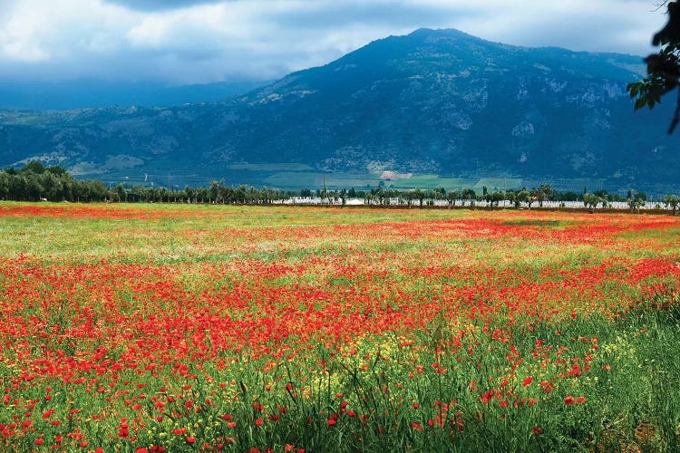 Poppies Filled Meadow, Latina, Italy