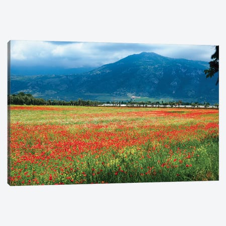 Poppies Filled Meadow, Latina, Italy Canvas Print #GOZ274} by George Oze Canvas Print