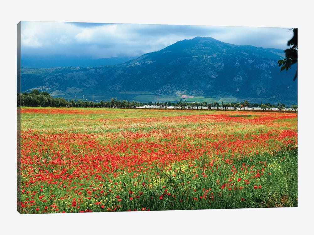 Poppies Filled Meadow, Latina, Italy by George Oze 1-piece Canvas Print