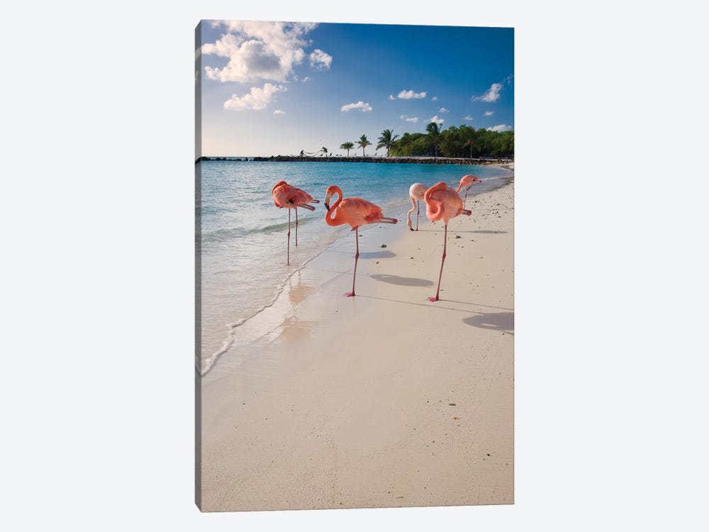 Caribbean Beach with Pink Flamingos, Aruba by George Oze 1-piece Canvas Wall Art