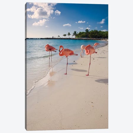 Caribbean Beach with Pink Flamingos, Aruba Canvas Print #GOZ27} by George Oze Canvas Art