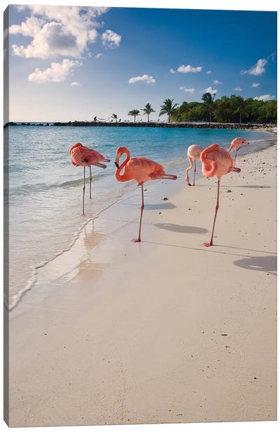 Caribbean Beach with Pink Flamingos, Aruba Canvas Art Print - George Oze