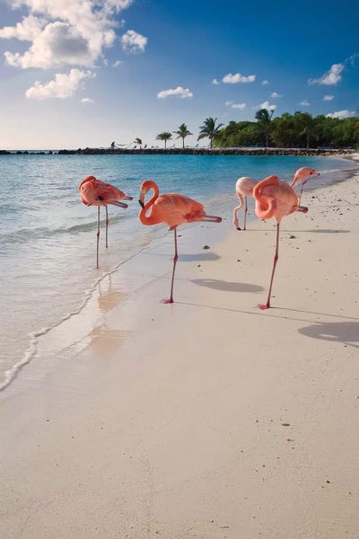 George Oze: Caribbean Beach with Pink Flamingos, Aruba by George Oze