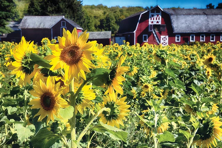 Sunflowers Field With A Red Barn, New Jersey