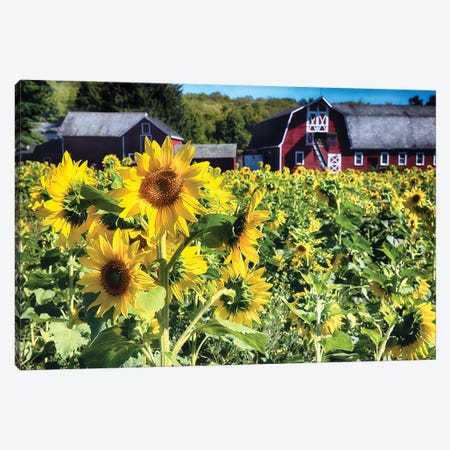 Sunflowers Field With A Red Barn, New Jersey Canvas Print #GOZ297} by George Oze Canvas Print