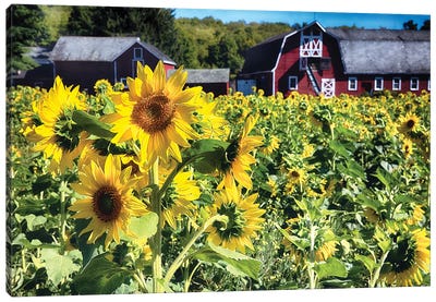 Sunflowers Field With A Red Barn, New Jersey Canvas Art Print - New Jersey Art