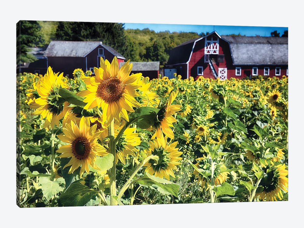 Sunflowers Field With A Red Barn, New Jersey by George Oze 1-piece Canvas Wall Art