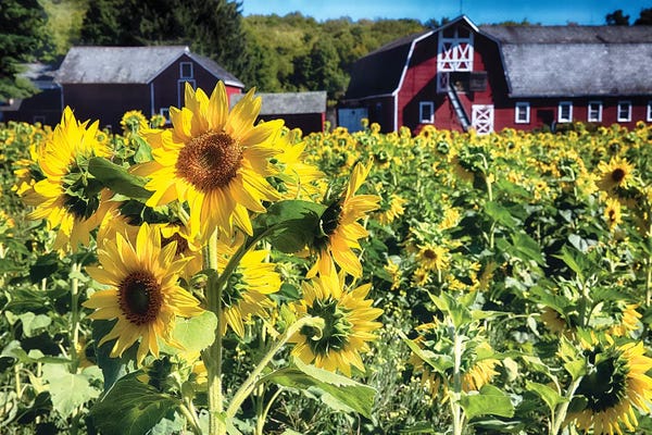 George Oze: Sunflowers Field With A Red Barn, New Jersey by George Oze