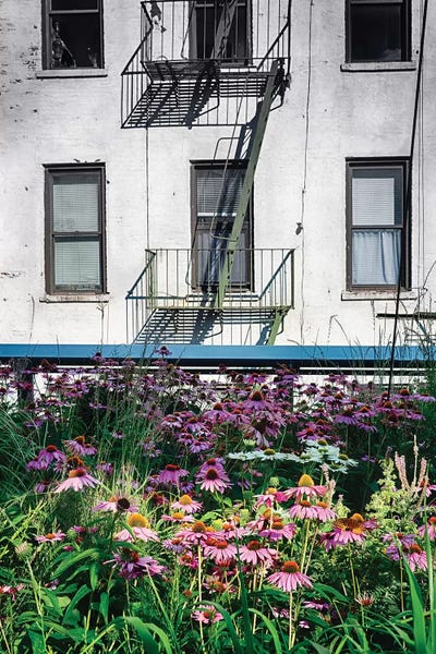 Urban Meadow, New York City by George Oze framed canvas print