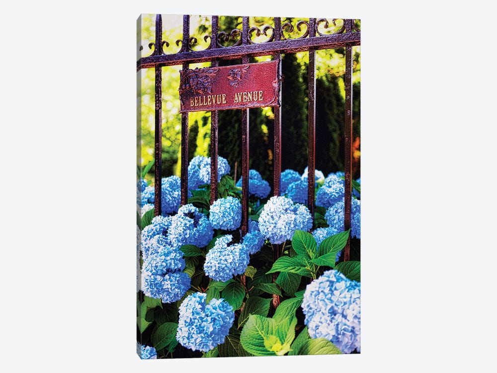 Blue Hydrangea , Bellevue Avenue, Newport, Rhode Island by George Oze 1-piece Canvas Art