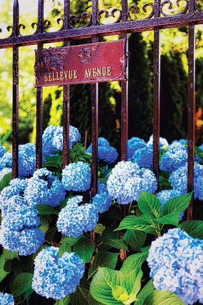 Hydrangeas: Blue Hydrangea , Bellevue Avenue, Newport, Rhode Island by George Oze