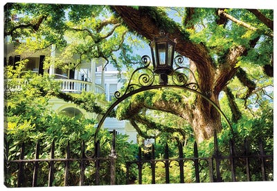 Giant Ivy Covered Oak Tree, Historic District, Charleston, South Carolina Canvas Art Print - South Carolina Art