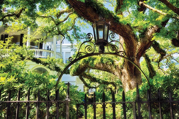 Giant Ivy Covered Oak Tree, Historic District, Charleston, South Carolina