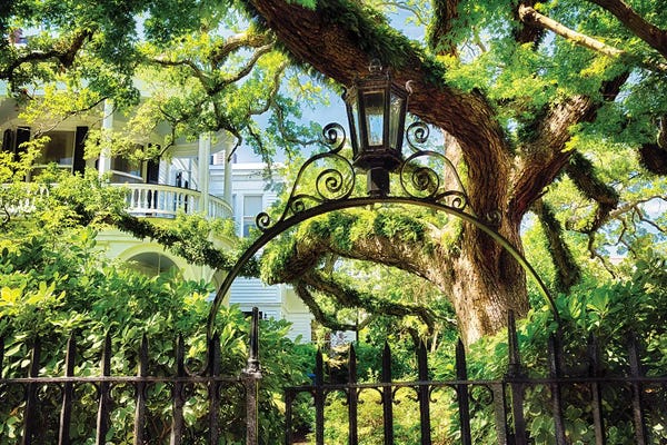South Carolina: Giant Ivy Covered Oak Tree, Historic District, Charleston, South Carolina by George Oze