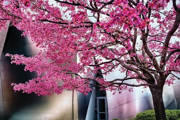 Tree Close-Ups: Urban Spring by George Oze