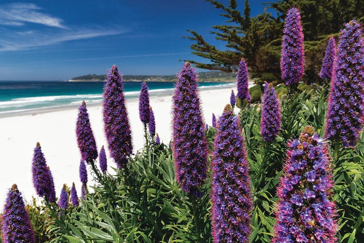 Wildflowers Blooming Along The Pacific Beach, Carmel-By The Sea