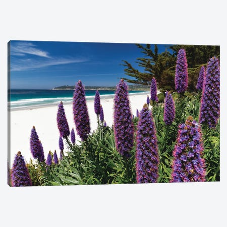 Wildflowers Blooming Along The Pacific Beach, Carmel-By The Sea Canvas Print #GOZ373} by George Oze Canvas Art Print