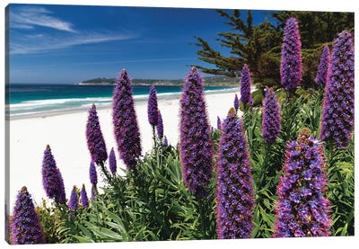 Wildflowers Blooming Along The Pacific Beach, Carmel-By The Sea Canvas Art Print - George Oze