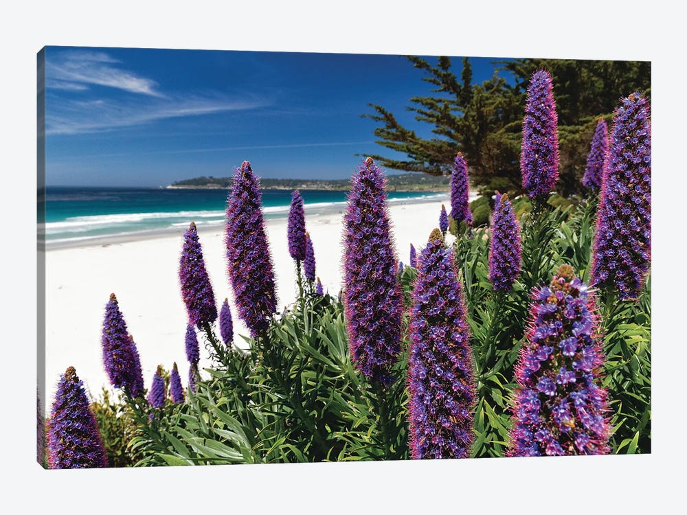 Wildflowers Blooming Along The Pacific Beach, Carmel-By The Sea by George Oze 1-piece Art Print