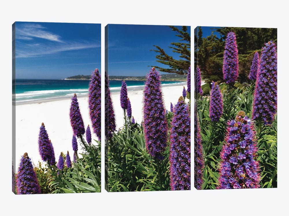 Wildflowers Blooming Along The Pacific Beach, Carmel-By The Sea by George Oze 3-piece Canvas Print