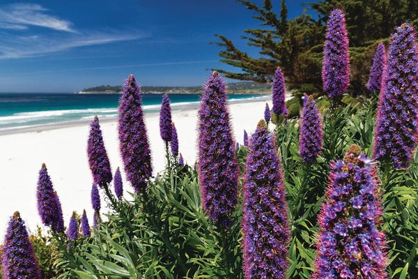George Oze: Wildflowers Blooming Along The Pacific Beach, Carmel-By The Sea by George Oze