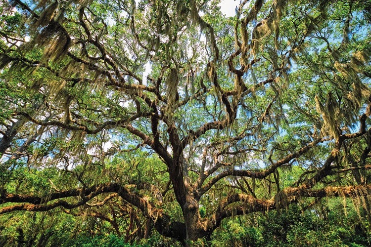 Live Oak Tree Canopy With Spanish Moss, Charleston, South Carolina by George Oze wall art