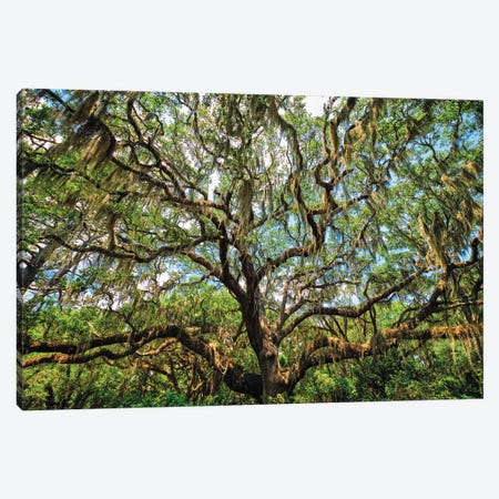 Live Oak Tree Canopy With Spanish Moss, Charleston, South Carolina Canvas Print #GOZ413} by George Oze Canvas Artwork
