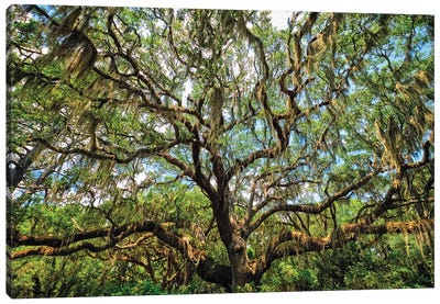 Live Oak Tree Canopy With Spanish Moss, Charleston, South Carolina Canvas Art Print - Oak Tree Art