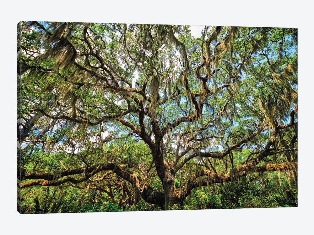 Live Oak Tree Canopy With Spanish Moss, Charleston, South Carolina by George Oze 1-piece Canvas Wall Art