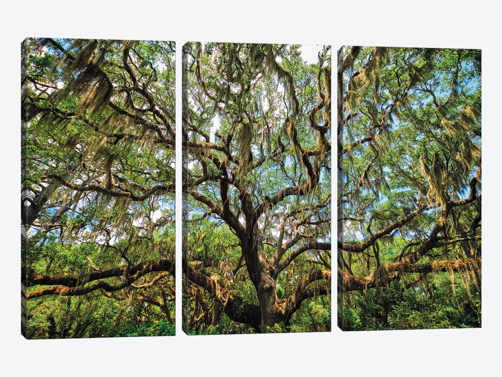 Live Oak Tree Canopy With Spanish Moss, Charleston, South Carolina by George Oze 3-piece Canvas Artwork