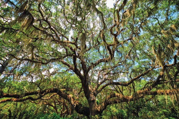 Oak Trees: Live Oak Tree Canopy With Spanish Moss, Charleston, South Carolina by George Oze